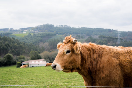 Close-up portrait of a brown cow with its horns cut off. Background field.