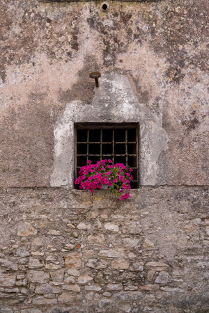 Colorful flowers and ivy growing on a small barred window of an old textured building facadeの写真素材