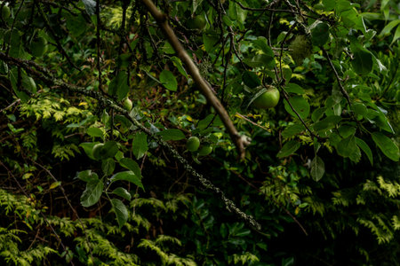 Unripe green apples hanging on mossy branch in lush gardenの写真素材