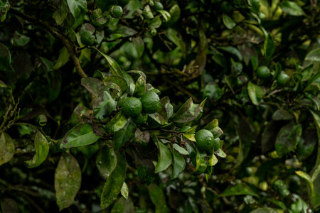 Unripe green lemons growing on citrus tree in gardenの写真素材