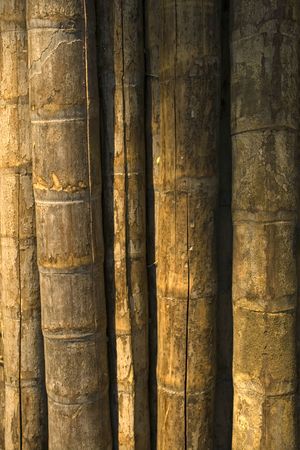 Brown old bamboo tree sticks textured background の写真素材