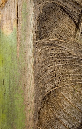 Coconut tree textured background with text spaceの写真素材