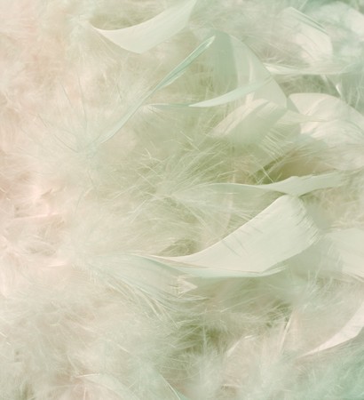 Smoky snow white and winter pink feathers with highlight on left background の写真素材