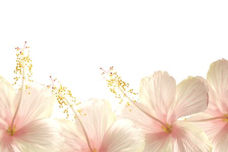 Sunlight pink hibiscus flower border textured backgroundの写真素材