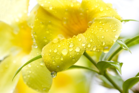 Golden Trumpet Vine after the Rain with Text Spaceの写真素材
