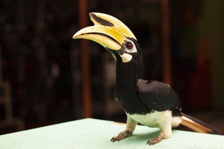 Closeup of a Hornbill Bird Sitting on a Table