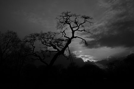a tree without leaves in the Krasinski Garden and the sun breaking through the clouds during the settingの写真素材