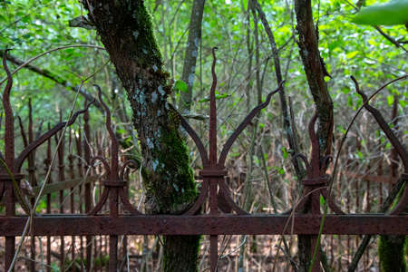 Old Protestant cemetery from the 19th century found in the forest, forged and rust-covered fenceの写真素材