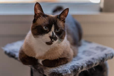 Close up of domestic snowshoe cat resting in her activity tree. The light is coming from a window behind her.の写真素材