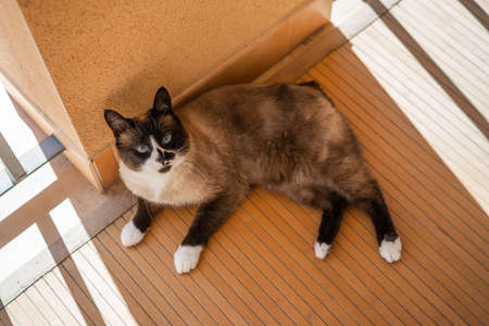 Domestic snowshoe cat looking up and resting on terrace floor. She has blue eyes and white paws.の写真素材