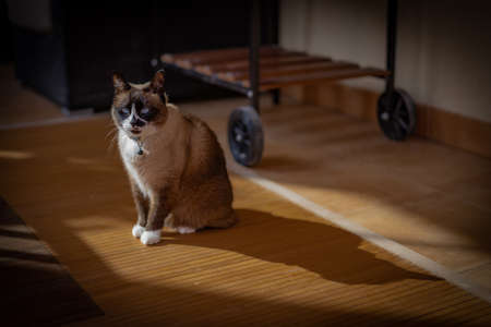 Domestic snowshoe cat sitting on terrace with her shadow projected on the floor. She has blue eyes and white paws.の写真素材