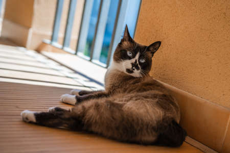 Domestic snowshoe cat looking up and resting on terrace floor. She has blue eyes and white paws.の写真素材
