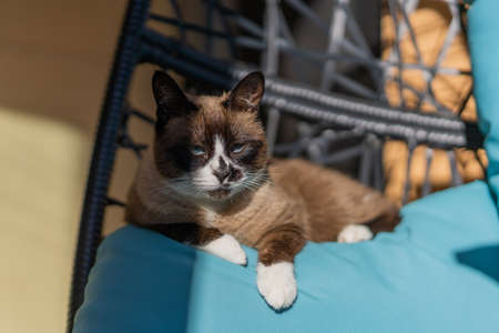 Domestic snowshoe cat resting on a blue sofa on the terrace. She has blue eyes and white paws.の写真素材