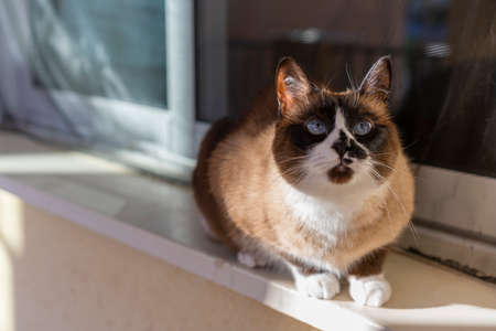 Domestic snowshoe cat looking up and resting on window sill. She has blue eyes and white paws. She has a dark spot on her nose.の写真素材