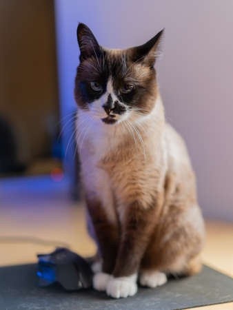 Domestic snowshoe cat sitting over mouse pad. A black gaming mouse is close to her.の写真素材