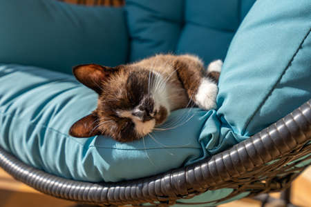 Close up of domestic snowshoe cat resting on a blue sofa on the terrace. She has blue eyes and white paws.の写真素材