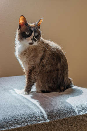 Domestic snowshoe cat with wet fur sitting on a sofa. The sunlight is coming from a window behind her.の写真素材