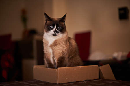 A domestic snowshoe cat is playing and has crawled into a cardboard box on a table in the dining...