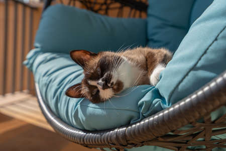 Close up of domestic snowshoe cat resting on a blue sofa on the terrace. She has blue eyes and white paws.の写真素材