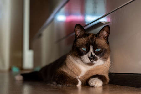 Portrait of young snowshoe cat resting on wooden floor at home