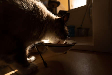 Beautiful snowshoe cat eating on a bowl in the kitchen at home.の写真素材