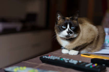 Close-up of young snowshoe cat resting on a table at home with the some tv remote controls nearの写真素材