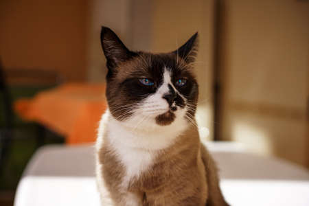 Close-up of beautiful snowshoe cat resting on a terrace home with sun light at backgrond.の写真素材