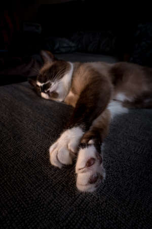 Close up of domestic snowshoe cat resting on a gray sofa in the living roomの写真素材