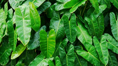 Greenleaf green greencolor leafの素材