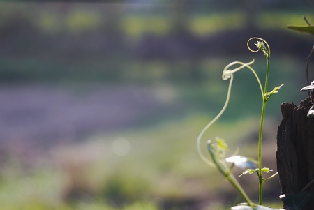 Grass grassflower greengrassの素材