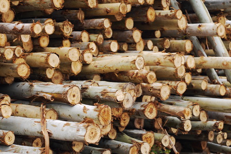 wood prepare for sell for buildingの写真素材