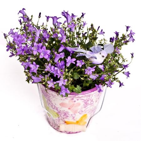 violet flowers in vase isolated on whiteの写真素材