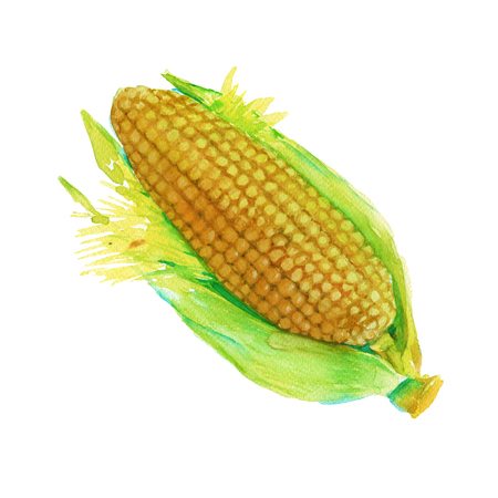 Ear of corn with leaves. isolated on white background. watercolor illustration.の写真素材