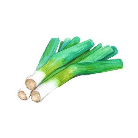 Onion three stalks. Isolated on white background. Watercolor illustration.の写真素材