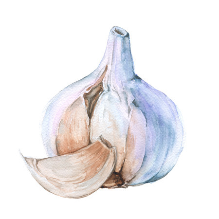 Head of garlic with a slice. isolated on a white background. watercolor illustration.の写真素材