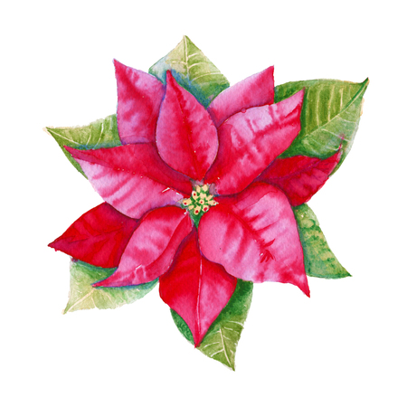 Bush Poinsettia. Isolated on a white background. Watercolor illustration.の写真素材