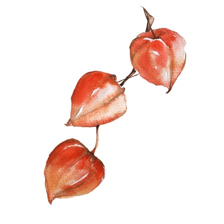 Branch with fruits of physalis. Isolated on a white background. Watercolor illustration.の写真素材