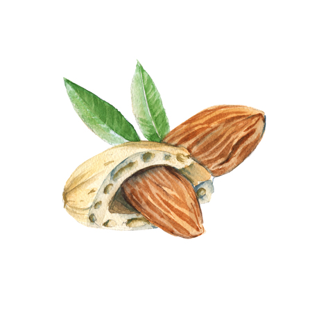 Two almond kernels in the shell. Isolated on a white background. Watercolor illustration.の写真素材