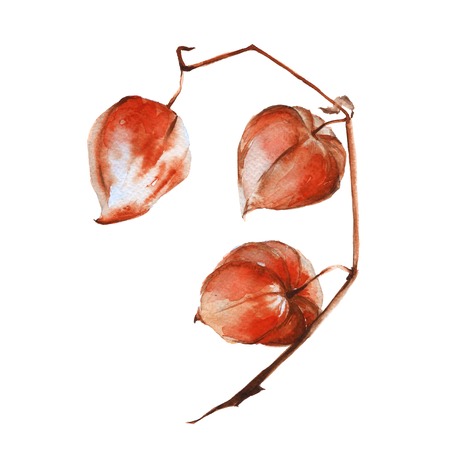 Branch with fruits of physalis. Isolated on a white background. Watercolor illustration.の写真素材