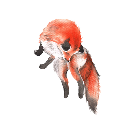Red Fox. Forest predator. Isolated on a white background. Watercolor illustration.の写真素材
