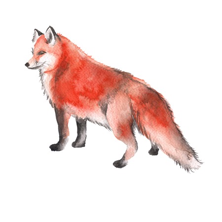Red Fox. Forest predator. Isolated on a white background. Watercolor illustration.の写真素材