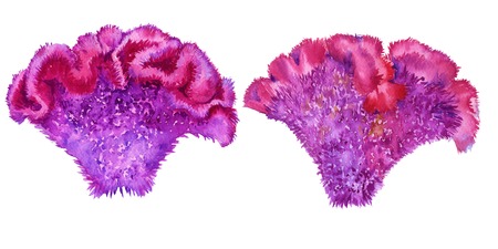 Flower celosia purple. Isolated on a white background. Watercolor illustration.