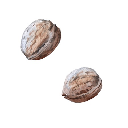 Set walnut. Isolated on white background. Watercolor illustration.の写真素材