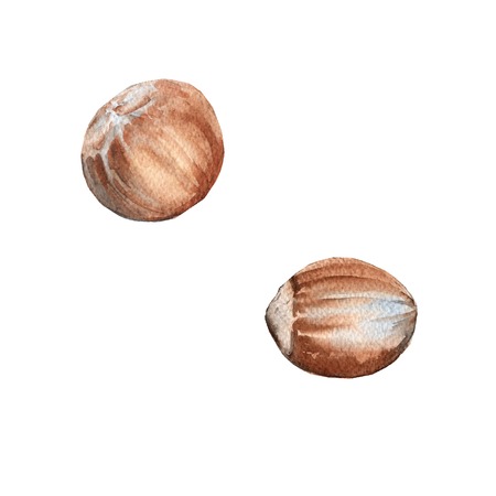 Set nut hazelnuts. Isolated on white background. Watercolor illustration.の写真素材