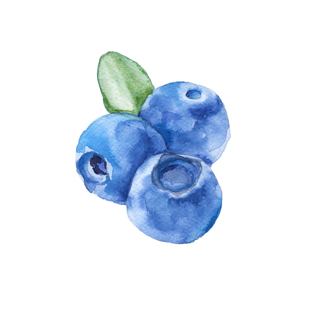 Three berries of blueberries. Isolated on white background.の写真素材