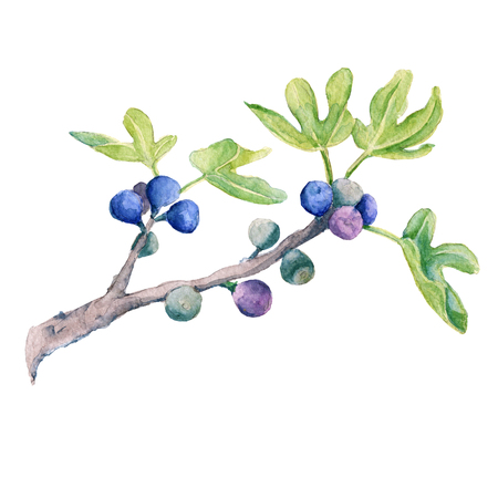 Fruits of figs on a branch. Isolated on white background. Watercolor illustration.の写真素材