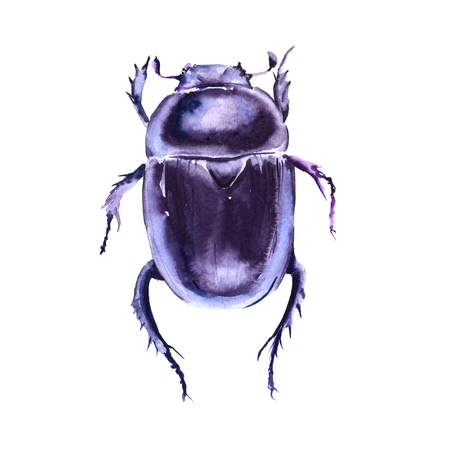 Beetle. Isolated on white background. Watercolor illustration.の写真素材