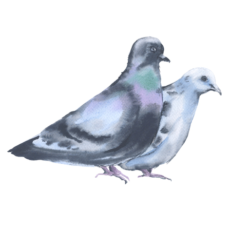 Two dove. Isolated on white background. Watercolor illustrationの写真素材