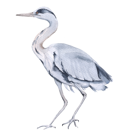 Heron. Isolated on white background. Watercolor illustrationの写真素材