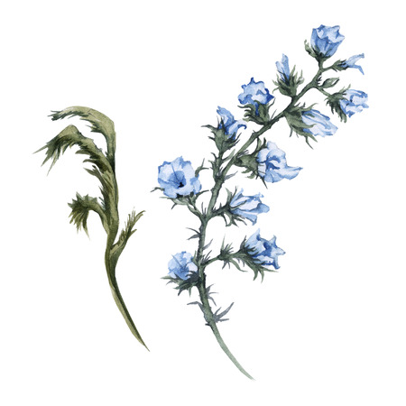 Wildflowers. Isolated on white background. Watercolor illustrationの写真素材